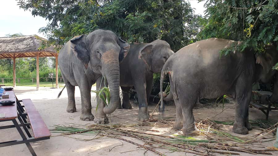 Siem Reap: Kulen Elephant Forest Guided Tour - The briefing and handmade elephant snacks