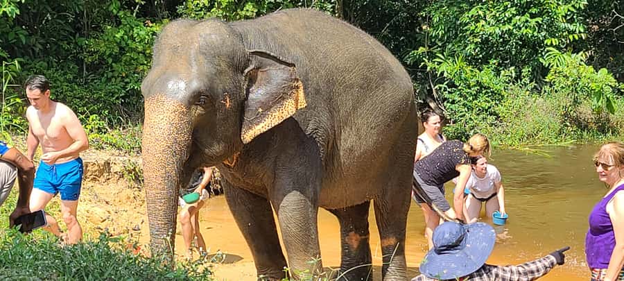Siem Reap: Kulen Elephant Forest Guided Tour - Following the elephants into the forest
