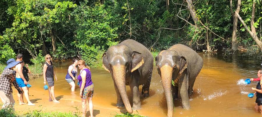 Siem Reap: Kulen Elephant Forest Guided Tour - The pond, forest plants, and photo opportunities