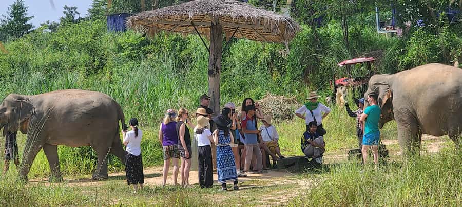 Siem Reap: Kulen Elephant Forest Guided Tour - The Siem Reap departure and one-hour ride