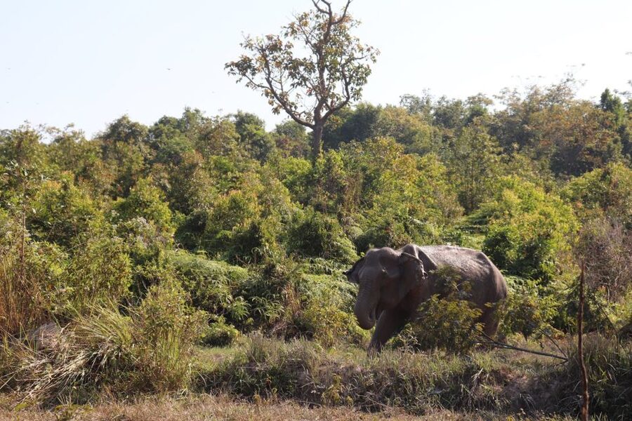 Siem Reap: Kulen Elephant Forest & Tonlesap Lake - Should you book the Kulen Elephant Forest and Tonle Sap tour?