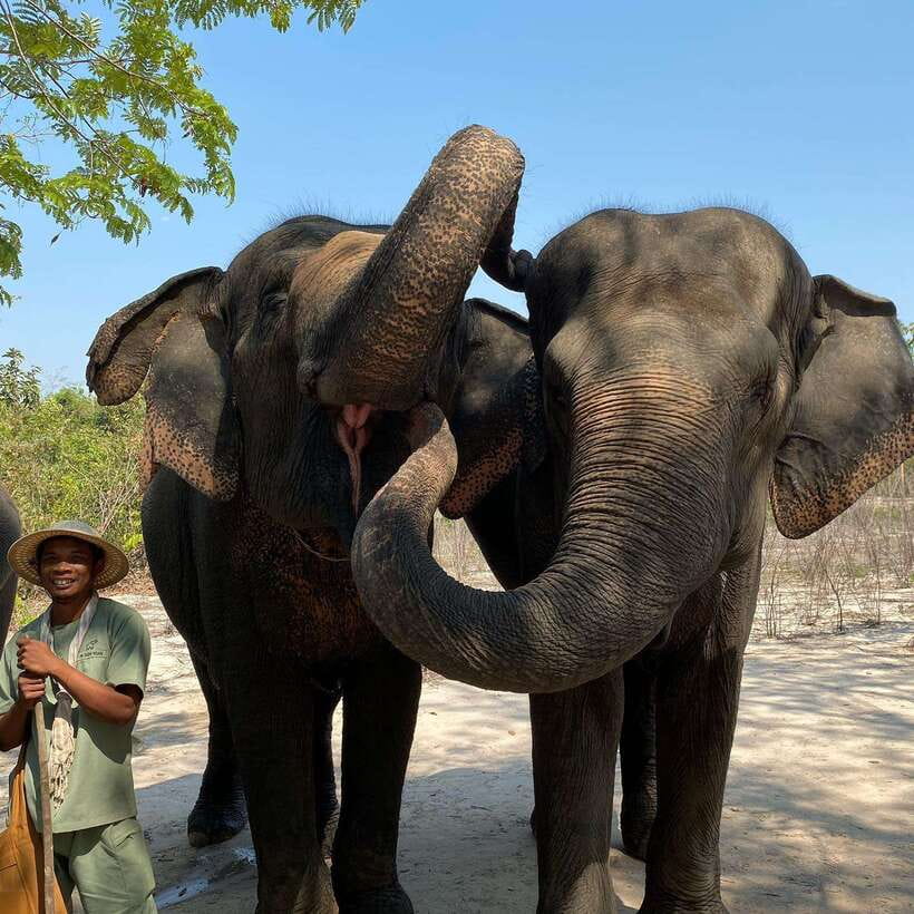 Siem Reap: Kulen Elephant Forest & Tonlesap Lake - Meeting elephants in Kulen Elephant Forest