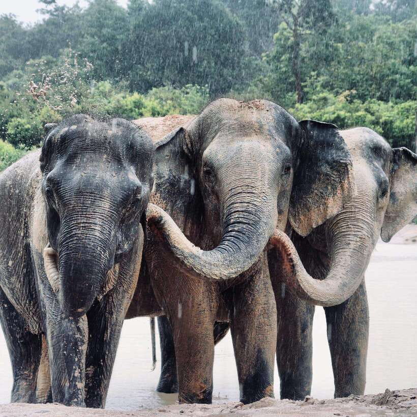 Siem Reap: Kulen Elephant Forest & Tonlesap Lake - From the forest to Tonle Sap Lake
