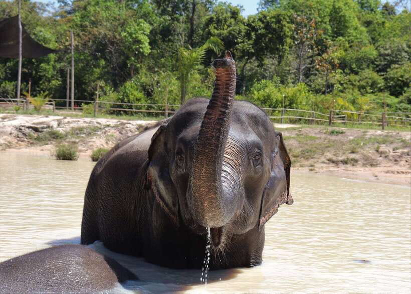 Siem Reap: Kulen Elephant Forest & Tonlesap Lake - The flooded forest and canoe ride