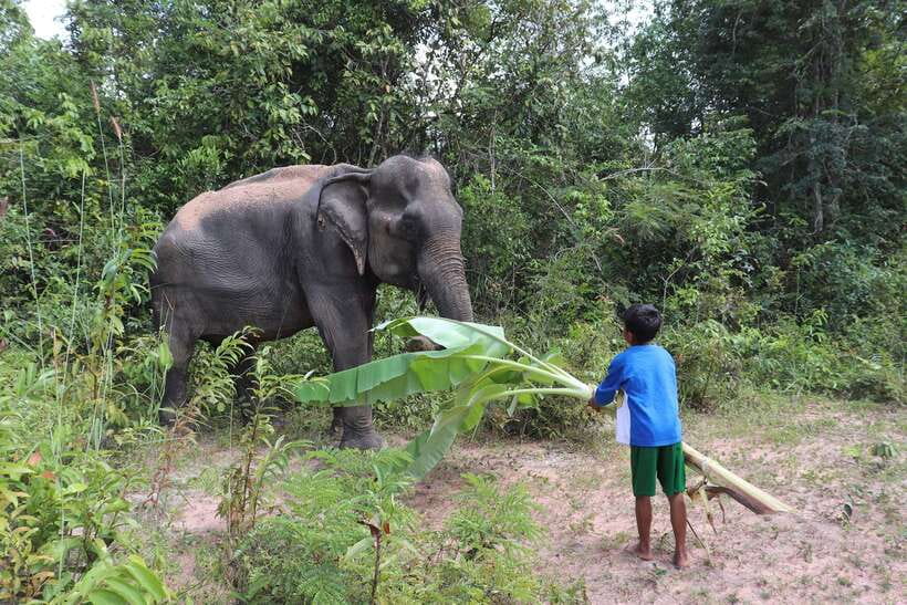 Siem Reap: Kulen Elephant Forest & Tonlesap Lake - Is $217 a fair price?