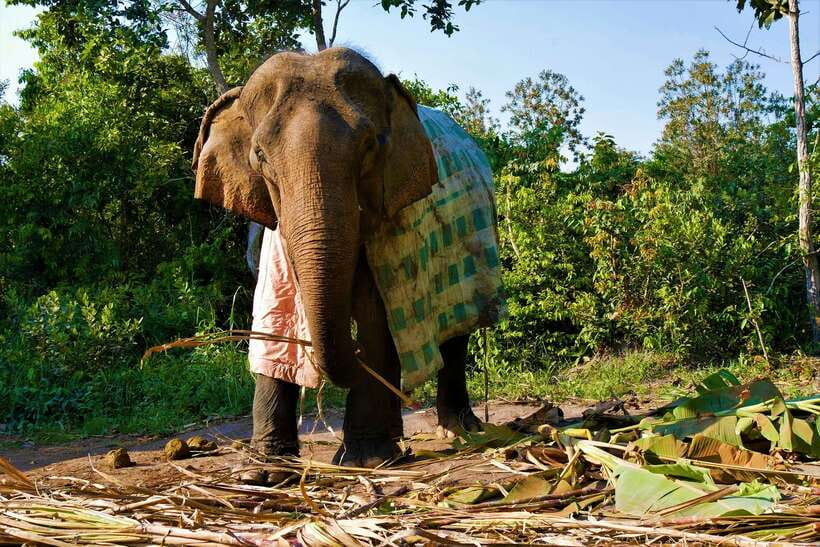 Siem Reap: Kulen Elephant Forest & Tonlesap Lake - How the transport and timing affect the day