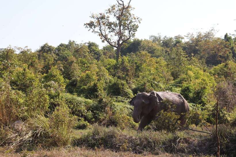 Siem Reap: Kulen Elephant Forest & Tonlesap Lake - Who should book this experience?