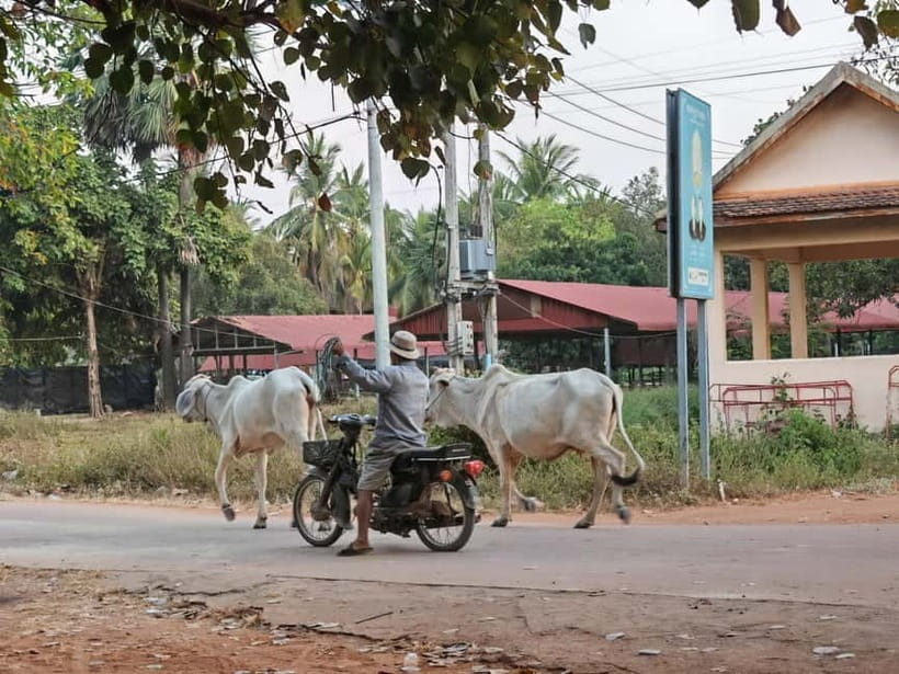 Siem Reap: Monk Blessings and Village Life Scooter Tour - What the guide adds to the day