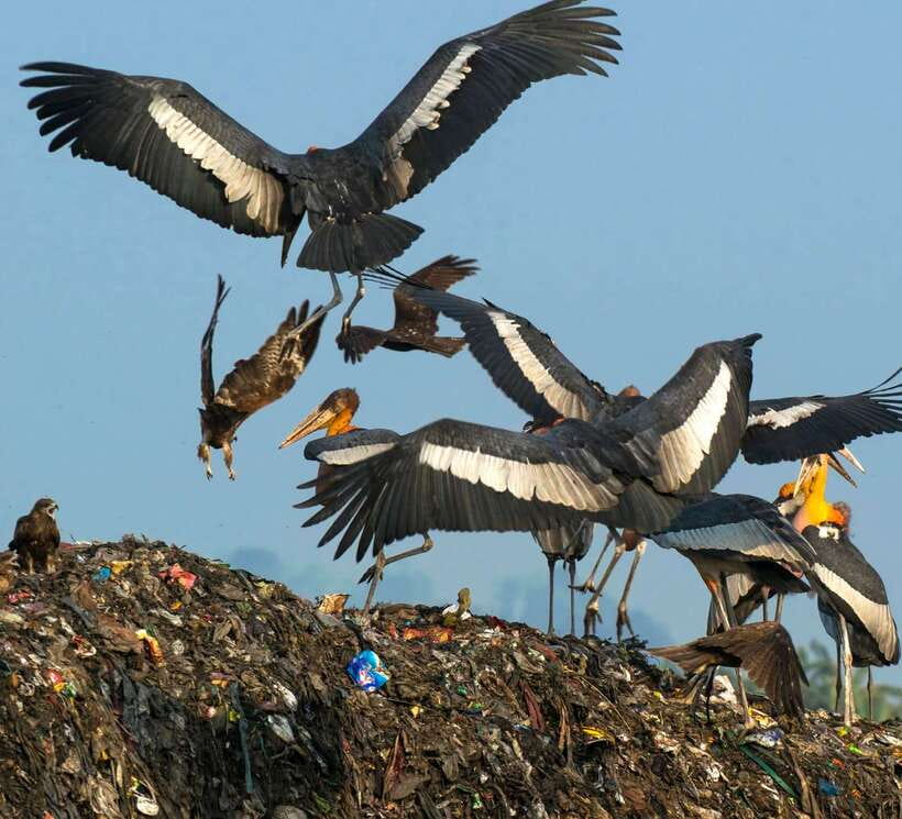Siem Reap: Prek Toal Tonle Sap Biosphere Reserve Tour - A long morning on Tonle Sap