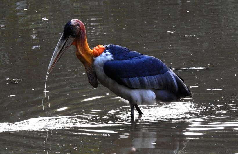 Siem Reap: Prek Toal Tonle Sap Biosphere Reserve Tour - Why October to May matters