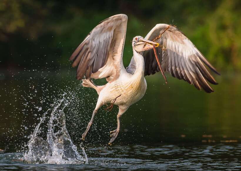Siem Reap: Prek Toal Tonle Sap Biosphere Reserve Tour - The reserve boat and wildlife viewing