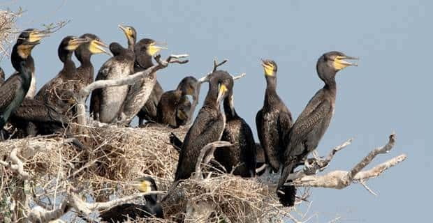 Siem Reap: Prek Toal Tonle Sap Biosphere Reserve Tour - Is $219 a fair price?
