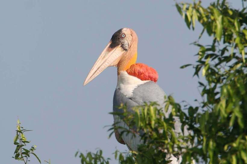 Siem Reap: Prek Toal Tonle Sap Biosphere Reserve Tour - Lotus fields, stilt houses, and the floating village