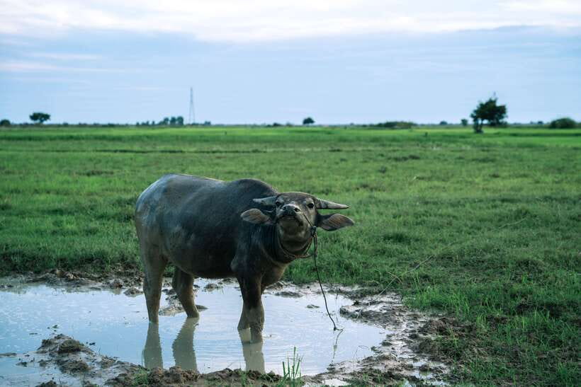 Siem Reap: Quad Bike Tour of Local Villages - Should you book the Siem Reap quad bike tour?