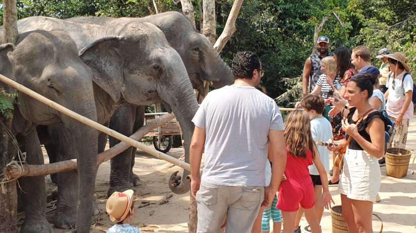 Siem Reap: Small Group Tour of Kulen Elephant Forest - Meeting the elephants in their forest home