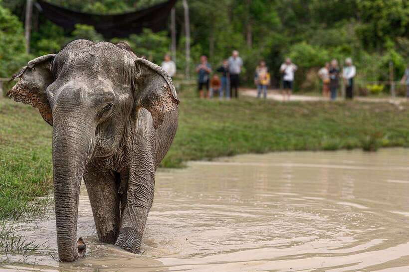 Siem Reap: Small Group Tour of Kulen Elephant Forest - Mud, river water, and the clothing question
