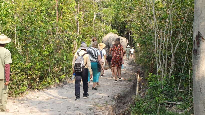Siem Reap: Small Group Tour of Kulen Elephant Forest - Is $112 a fair price?
