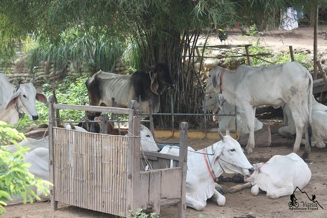Silk Island & countryside of Phnom Penh by Tuk Tuk - Bean curd, local enterprise, and everyday food