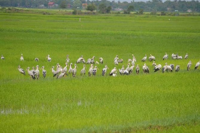 Tuk Tuk Journey: Exploring Rural Life and Silk Farm Craftsmanship - Krabei Riel and the small market